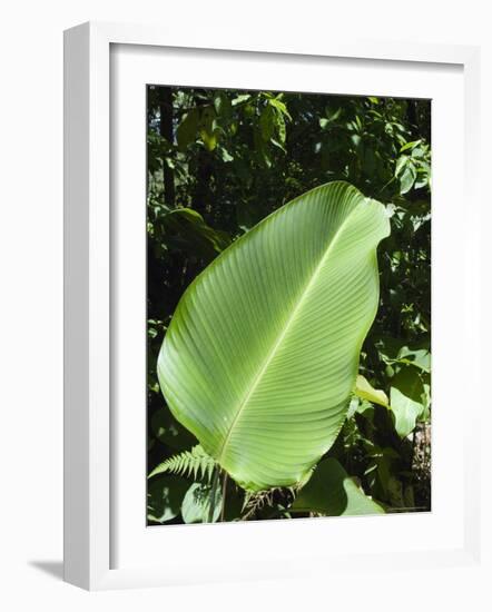 Leaf, Arenal Area, Costa Rica, Central America-R H Productions-Framed Photographic Print