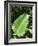 Leaf, Arenal Area, Costa Rica, Central America-R H Productions-Framed Photographic Print