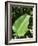 Leaf, Arenal Area, Costa Rica, Central America-R H Productions-Framed Photographic Print