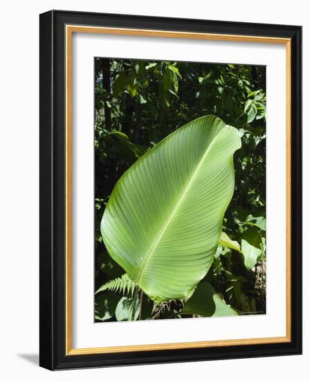 Leaf, Arenal Area, Costa Rica, Central America-R H Productions-Framed Photographic Print