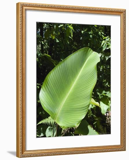 Leaf, Arenal Area, Costa Rica, Central America-R H Productions-Framed Photographic Print