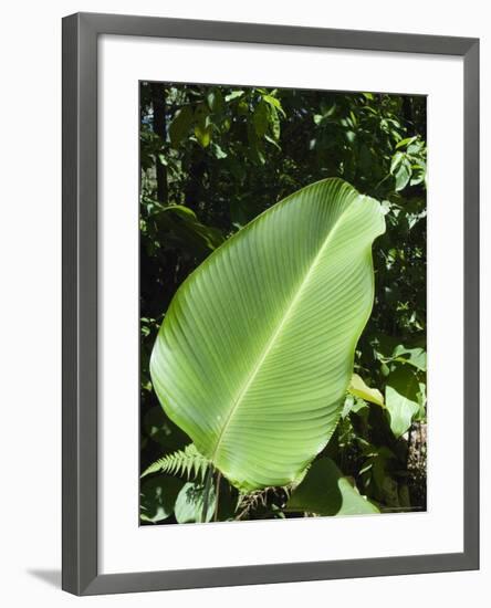 Leaf, Arenal Area, Costa Rica, Central America-R H Productions-Framed Photographic Print