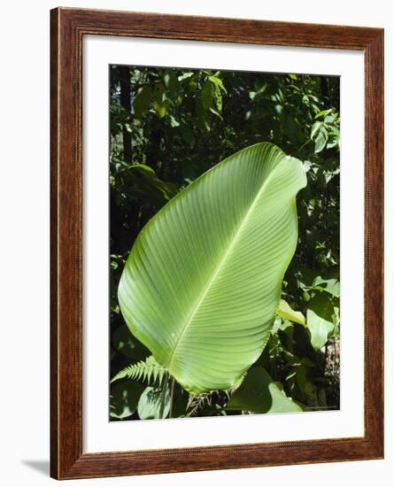 Leaf, Arenal Area, Costa Rica, Central America-R H Productions-Framed Photographic Print