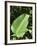 Leaf, Arenal Area, Costa Rica, Central America-R H Productions-Framed Photographic Print