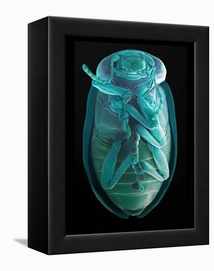 Leaf Beetle, SEM-Steve Gschmeissner-Framed Premier Image Canvas