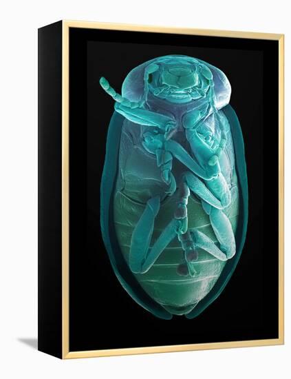 Leaf Beetle, SEM-Steve Gschmeissner-Framed Premier Image Canvas