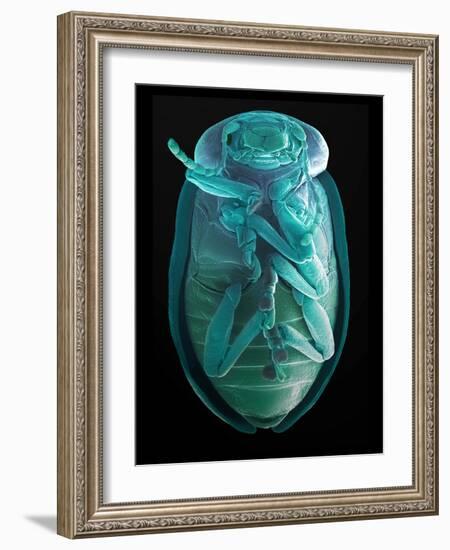 Leaf Beetle, SEM-Steve Gschmeissner-Framed Photographic Print