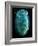 Leaf Beetle, SEM-Steve Gschmeissner-Framed Photographic Print