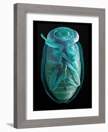 Leaf Beetle, SEM-Steve Gschmeissner-Framed Photographic Print