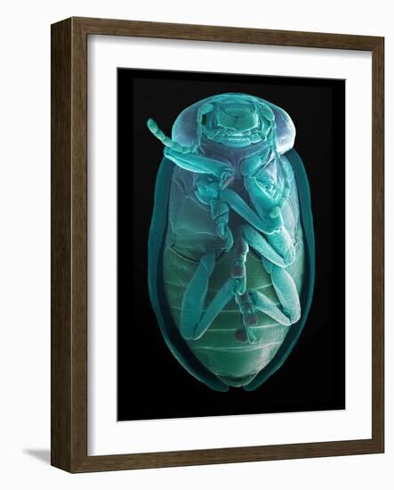 Leaf Beetle, SEM-Steve Gschmeissner-Framed Photographic Print