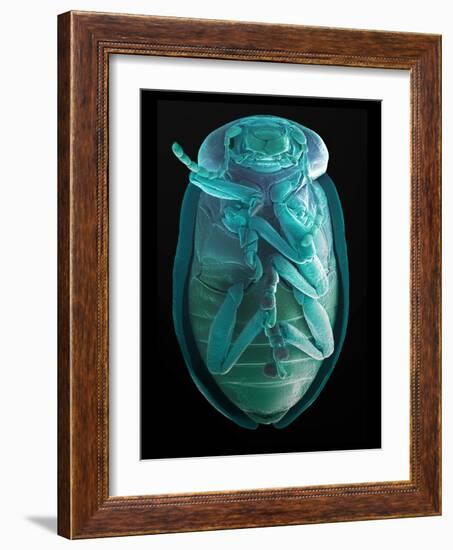 Leaf Beetle, SEM-Steve Gschmeissner-Framed Photographic Print