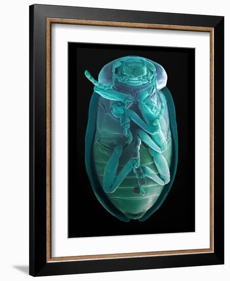 Leaf Beetle, SEM-Steve Gschmeissner-Framed Photographic Print