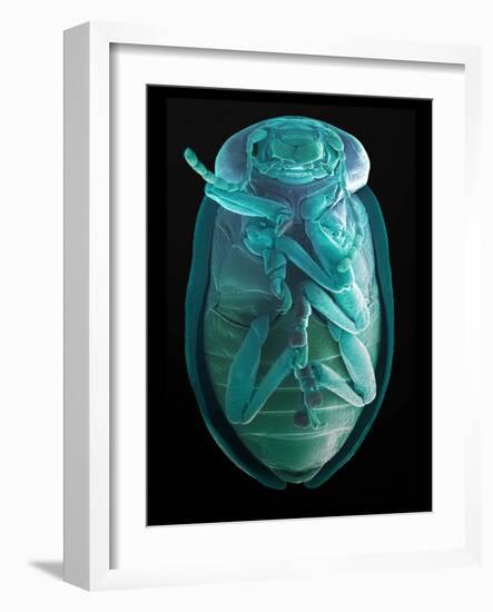 Leaf Beetle, SEM-Steve Gschmeissner-Framed Photographic Print