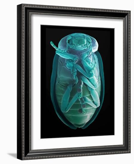 Leaf Beetle, SEM-Steve Gschmeissner-Framed Photographic Print