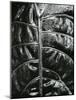 Leaf, c. 1985-Brett Weston-Mounted Photographic Print