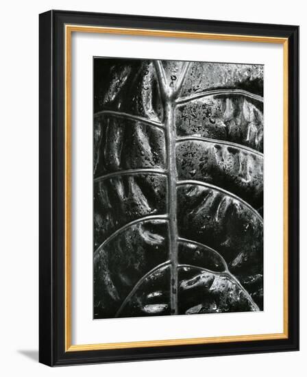 Leaf, c. 1985-Brett Weston-Framed Photographic Print