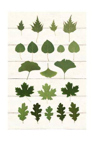 Leaf Chart I Shiplap Art Print by Wild Apple Portfolio | Art.com
