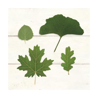 Grape Leaf Chart