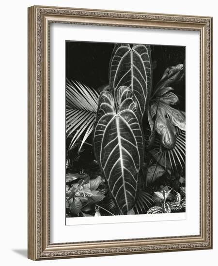 Leaf Cluster, Hawaii, 1979-Brett Weston-Framed Photographic Print