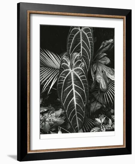 Leaf Cluster, Hawaii, 1979-Brett Weston-Framed Photographic Print