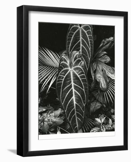 Leaf Cluster, Hawaii, 1979-Brett Weston-Framed Photographic Print