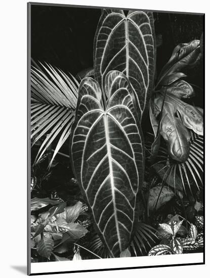 Leaf Cluster, Hawaii, 1979-Brett Weston-Mounted Photographic Print