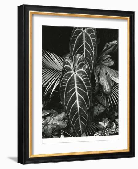 Leaf Cluster, Hawaii, 1979-Brett Weston-Framed Photographic Print