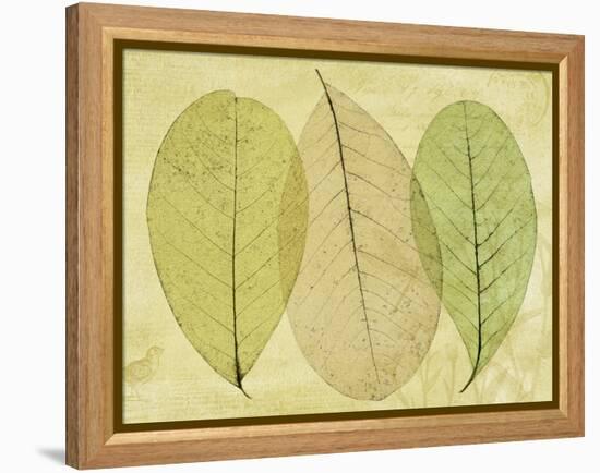 Leaf Collage II-Kathy Mahan-Framed Premier Image Canvas