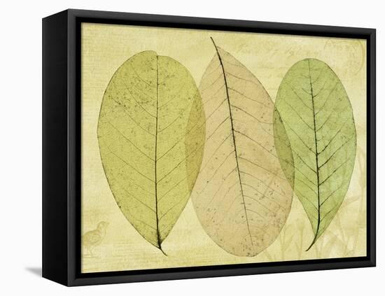 Leaf Collage II-Kathy Mahan-Framed Premier Image Canvas