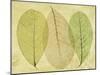 Leaf Collage II-Kathy Mahan-Mounted Photographic Print