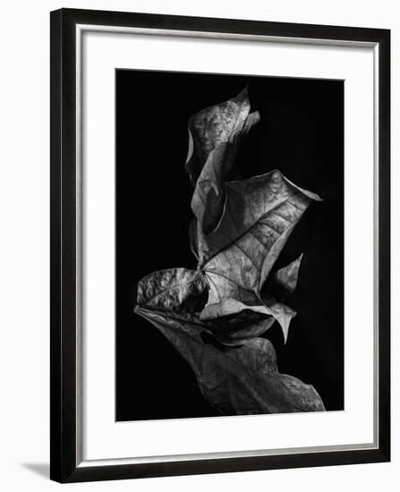 Leaf Composition, Dark-Design Fabrikken-Framed Premium Photographic Print