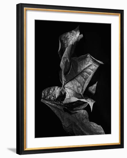 Leaf Composition, Dark-Design Fabrikken-Framed Premium Photographic Print