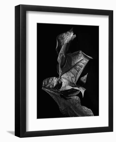 Leaf Composition, Dark-Design Fabrikken-Framed Photographic Print