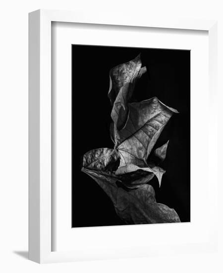 Leaf Composition, Dark-Design Fabrikken-Framed Photographic Print