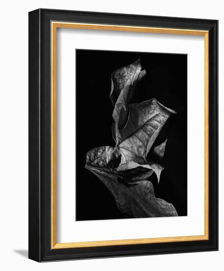 Leaf Composition, Dark-Design Fabrikken-Framed Photographic Print