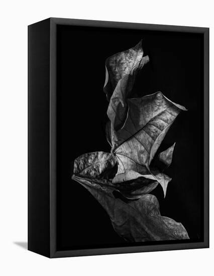 Leaf Composition, Dark-Design Fabrikken-Framed Premier Image Canvas