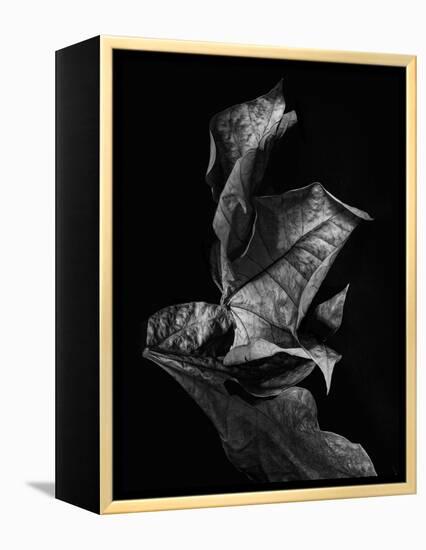 Leaf Composition, Dark-Design Fabrikken-Framed Premier Image Canvas