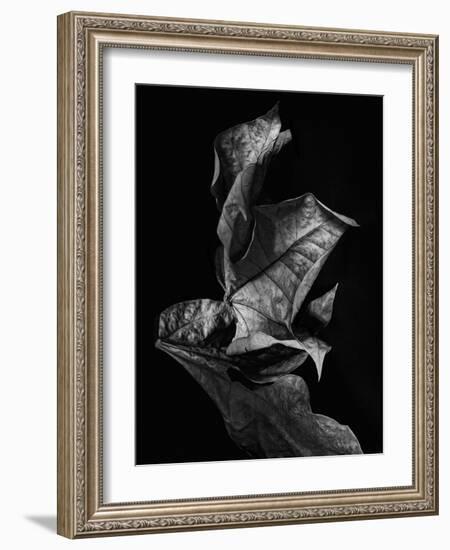 Leaf Composition, Dark-Design Fabrikken-Framed Photographic Print