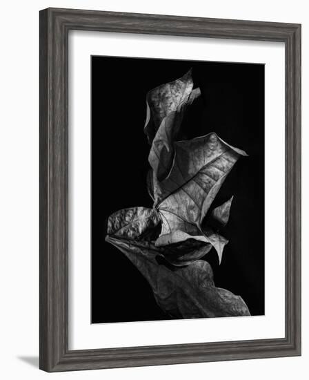 Leaf Composition, Dark-Design Fabrikken-Framed Photographic Print