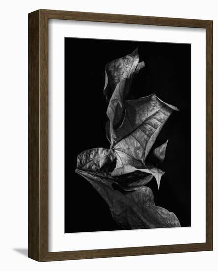 Leaf Composition, Dark-Design Fabrikken-Framed Photographic Print