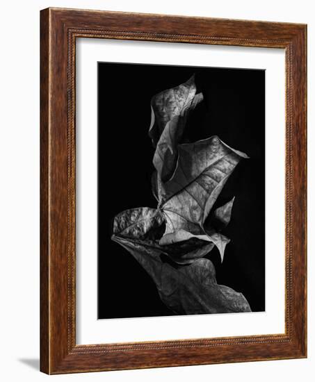 Leaf Composition, Dark-Design Fabrikken-Framed Photographic Print