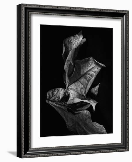Leaf Composition, Dark-Design Fabrikken-Framed Photographic Print