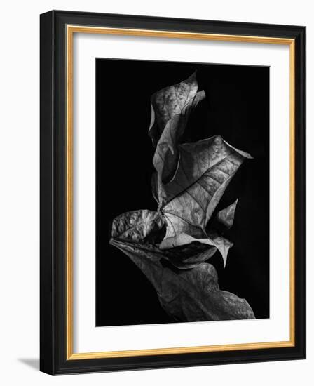 Leaf Composition, Dark-Design Fabrikken-Framed Photographic Print