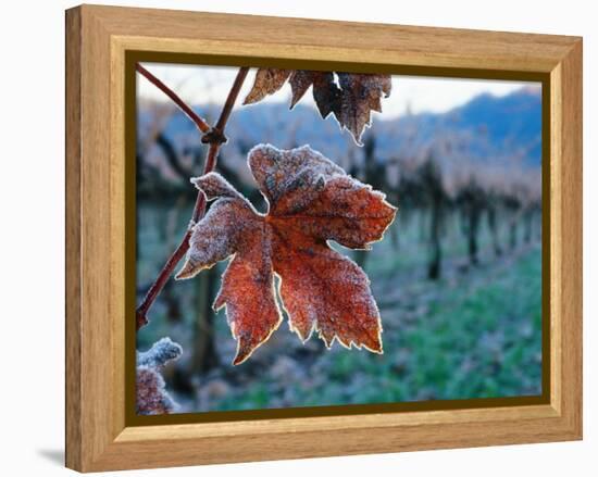 Leaf Covered in Frost-Charles O'Rear-Framed Premier Image Canvas