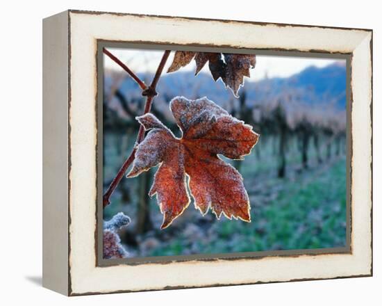 Leaf Covered in Frost-Charles O'Rear-Framed Premier Image Canvas