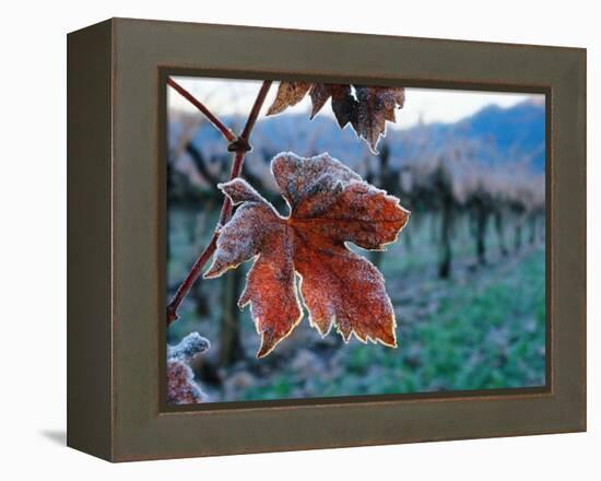 Leaf Covered in Frost-Charles O'Rear-Framed Premier Image Canvas