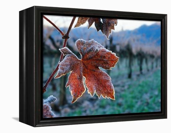 Leaf Covered in Frost-Charles O'Rear-Framed Premier Image Canvas