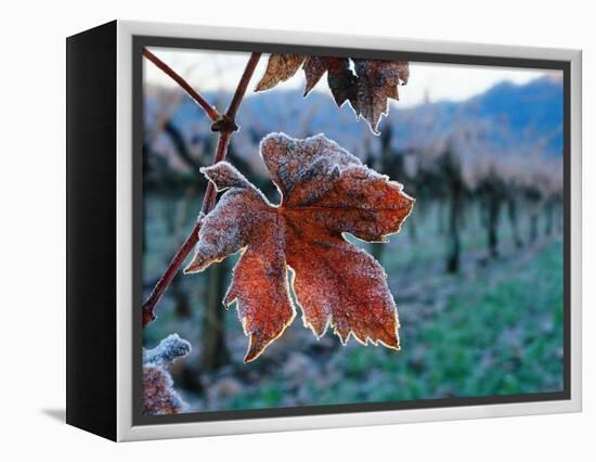 Leaf Covered in Frost-Charles O'Rear-Framed Premier Image Canvas