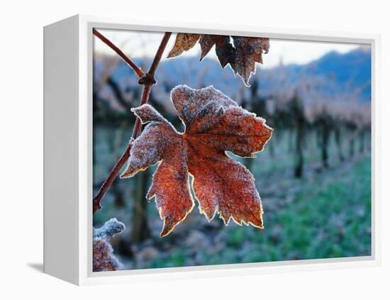 Leaf Covered in Frost-Charles O'Rear-Framed Premier Image Canvas