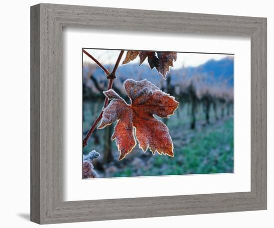 Leaf Covered in Frost-Charles O'Rear-Framed Photographic Print